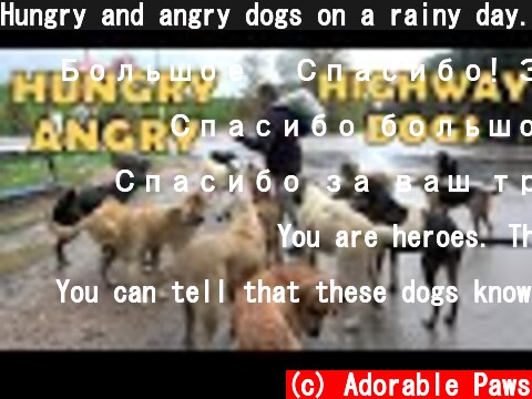 Hungry and angry dogs on a rainy day.  (c) Adorable Paws