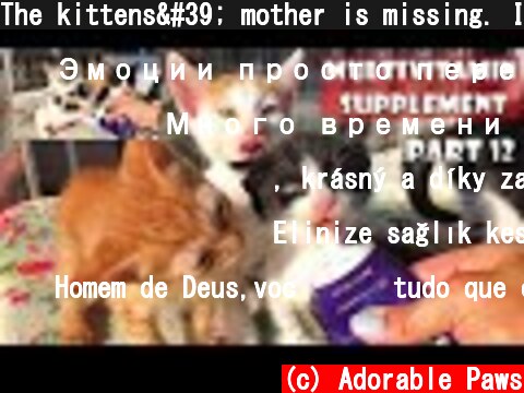 The kittens' mother is missing. I must be their mother. Part 12: Cute Tiny Kittens - Eating ASMR  (c) Adorable Paws