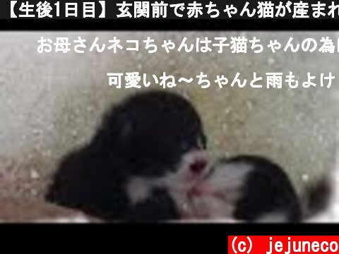 【生後1日目】玄関前で赤ちゃん猫が産まれてました。  (c) jejuneco